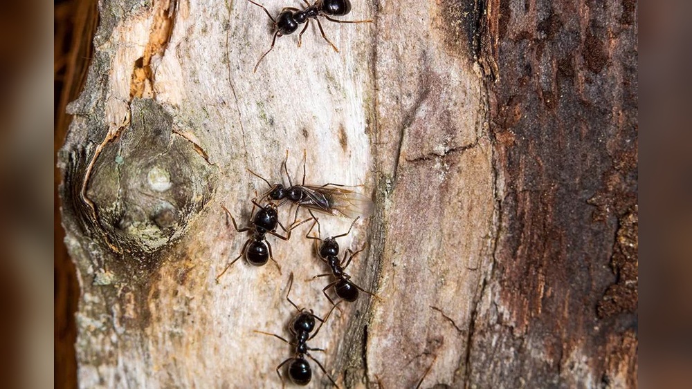Can Ants Kill Trees