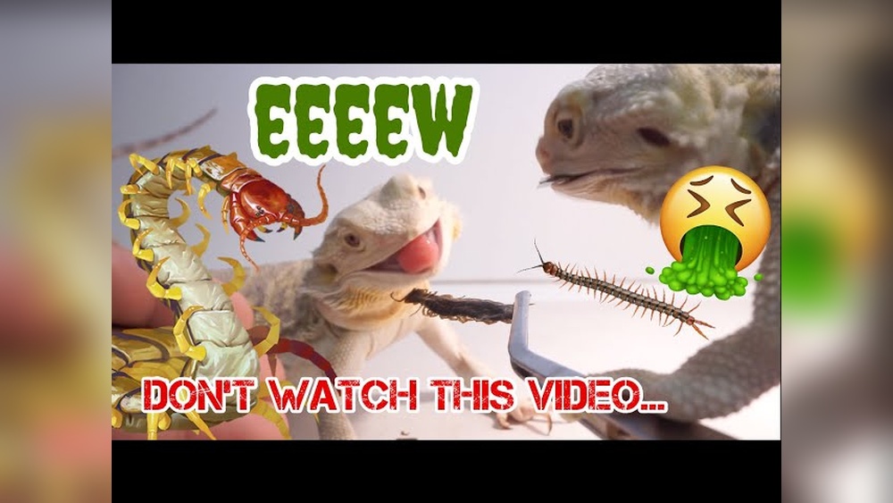 Can Bearded Dragons Eat Centipedes