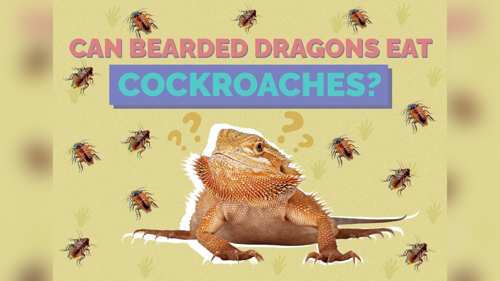 Can Bearded Dragons Eat Cockroaches