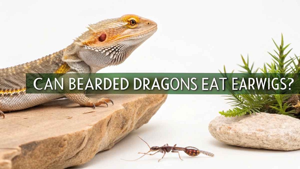 Can Bearded Dragons Eat Earwigs