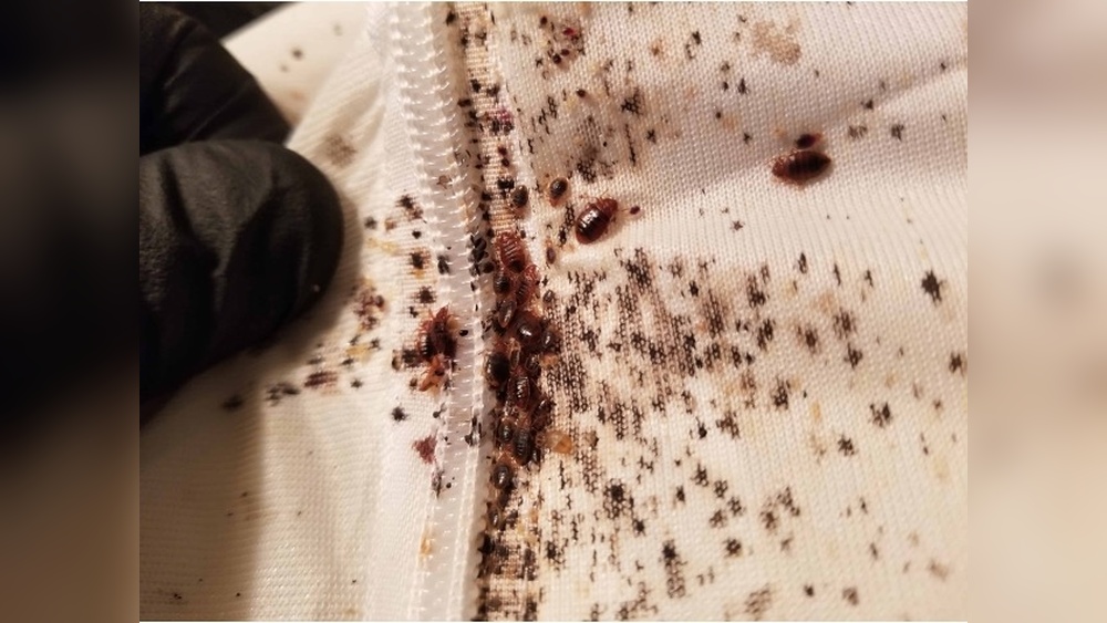Can Bed Bugs Survive in the Cold
