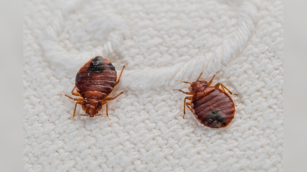 Can Bed Bugs Survive in Water