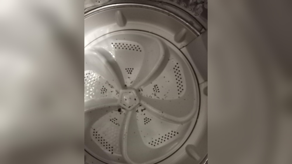Can Bed Bugs Survive Washing Machine