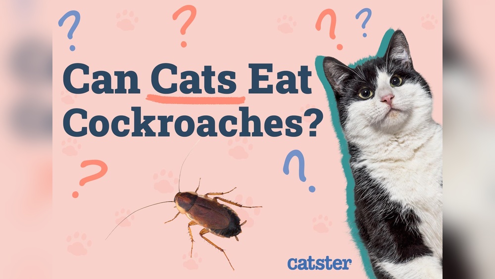 Can Cats Eat Cockroaches