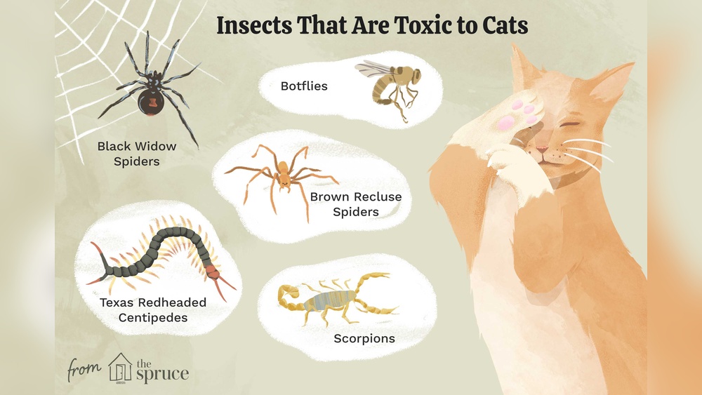 Can Cats Eat Millipedes