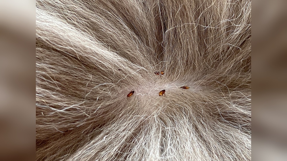 Can Cats Get Fleas in Winter