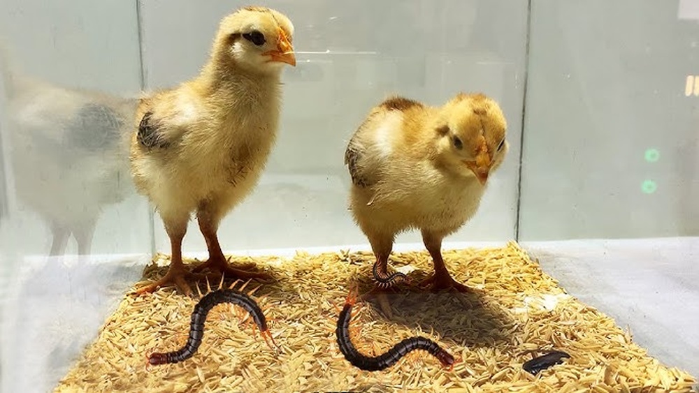 Can Chickens Eat Centipedes