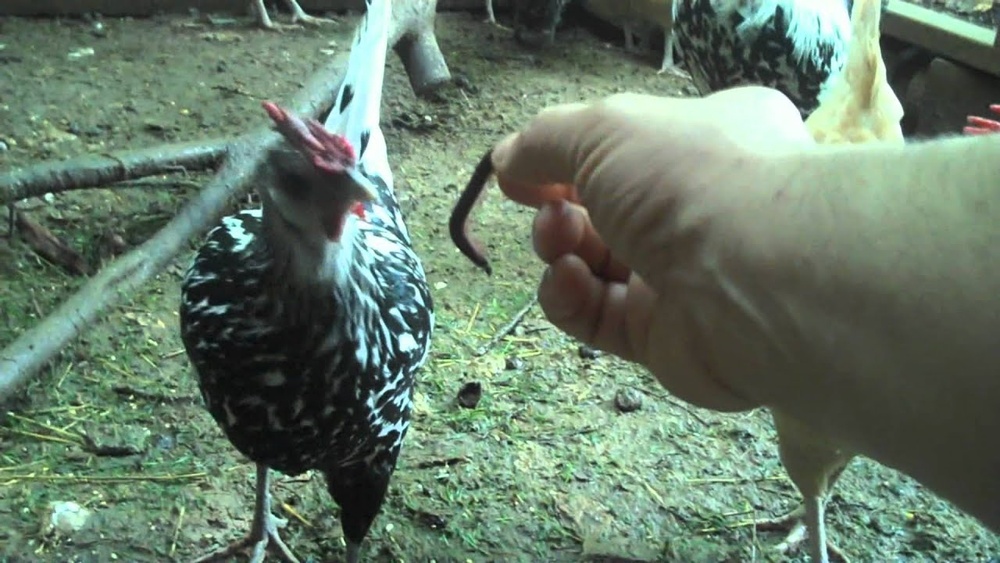 Can Chickens Eat Millipedes