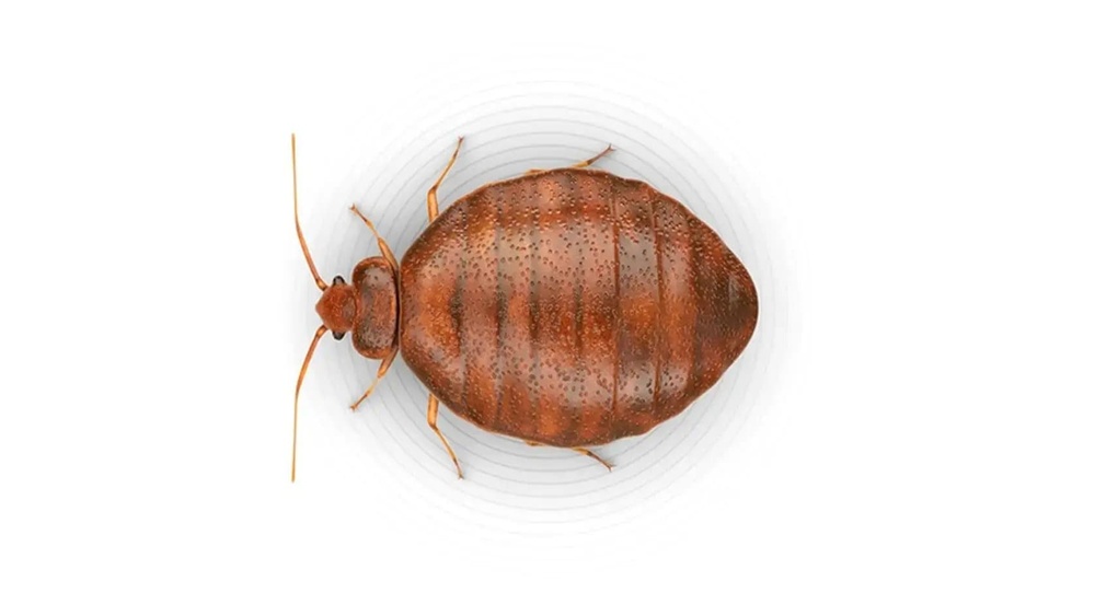Can Cockroach Spray Kill Bed Bugs