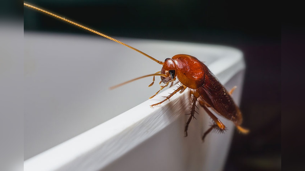 Can Cockroaches Live Without a Head