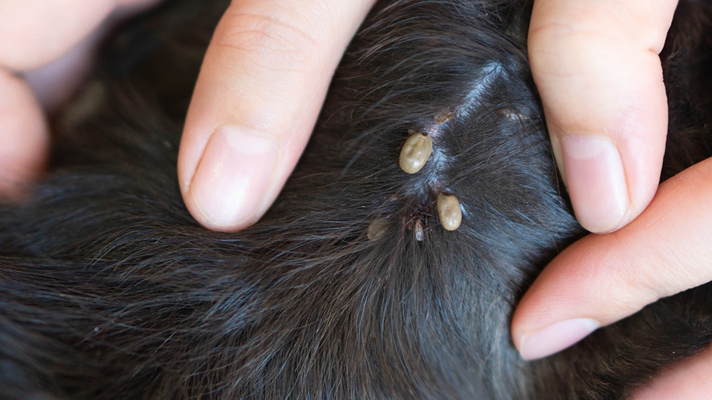 Can Fleas Jump from Dogs to Humans