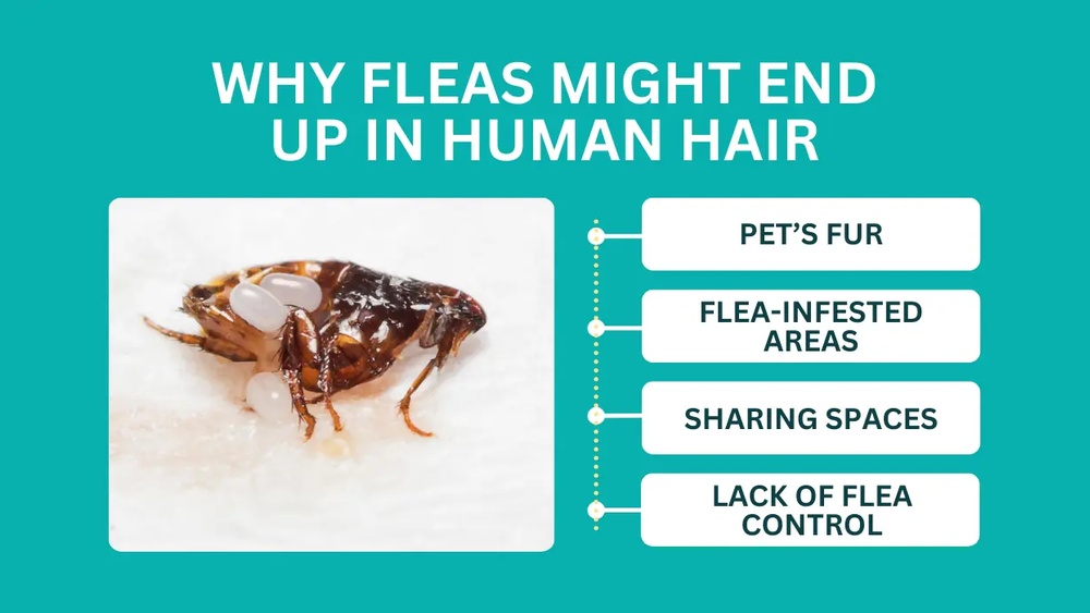 Can Fleas Live in Human Hair