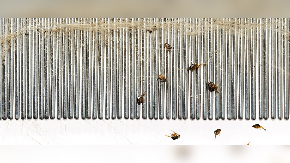 Can Fleas Stay on Humans
