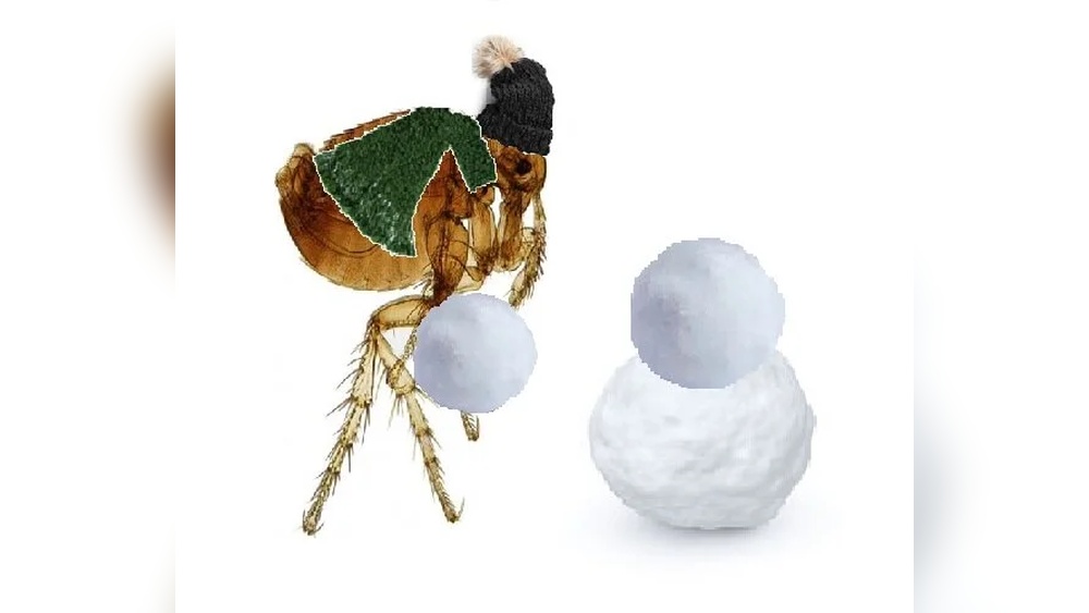 Can Fleas Survive in the Cold
