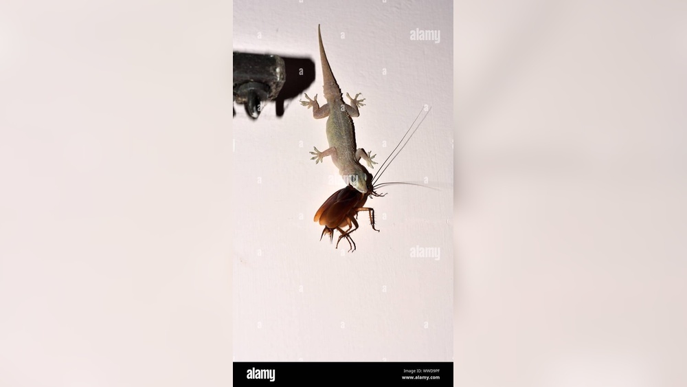 Can Geckos Eat Cockroaches