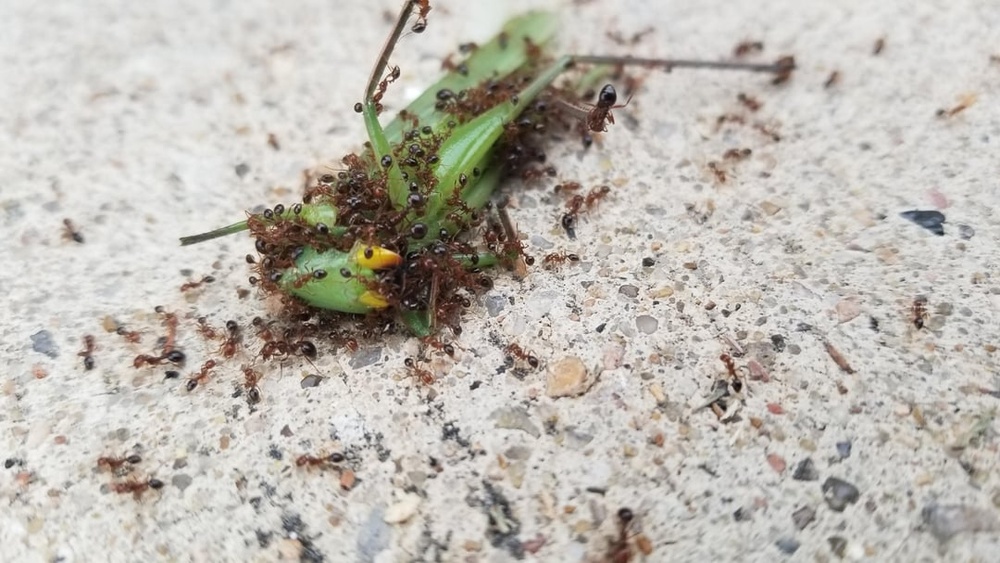 Can Grasshoppers Eat Ants