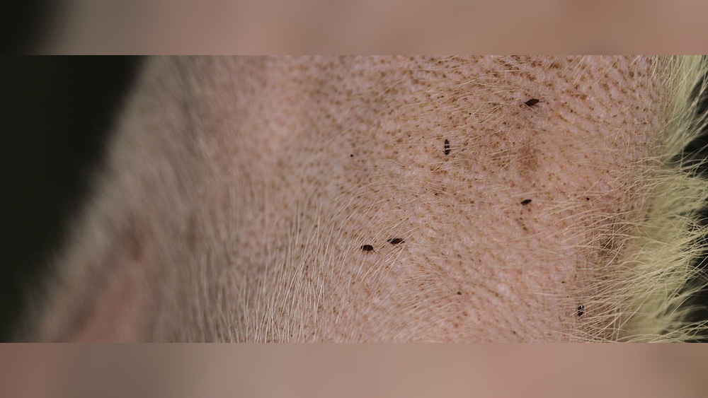 Can Humans Get Fleas from Dogs