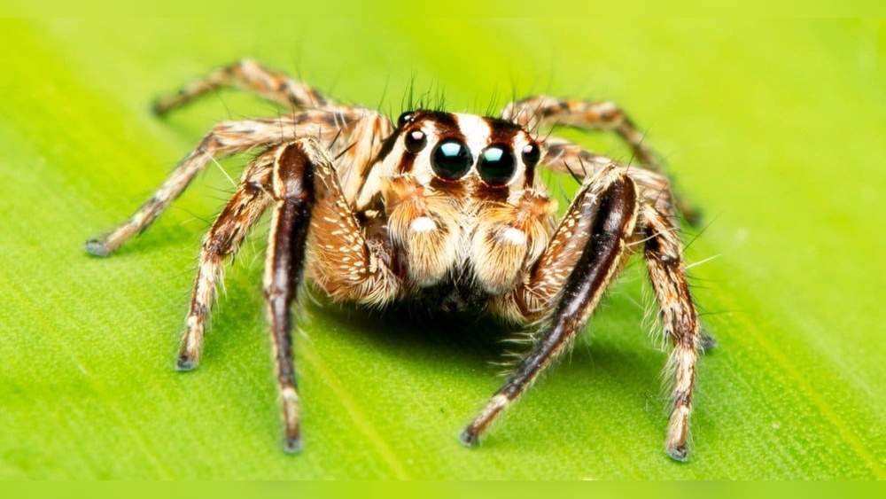 Can Jumping Spiders Eat Ants
