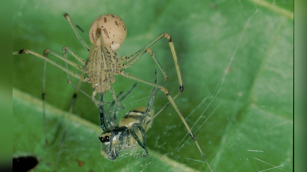 Can Spiders Eat Ants