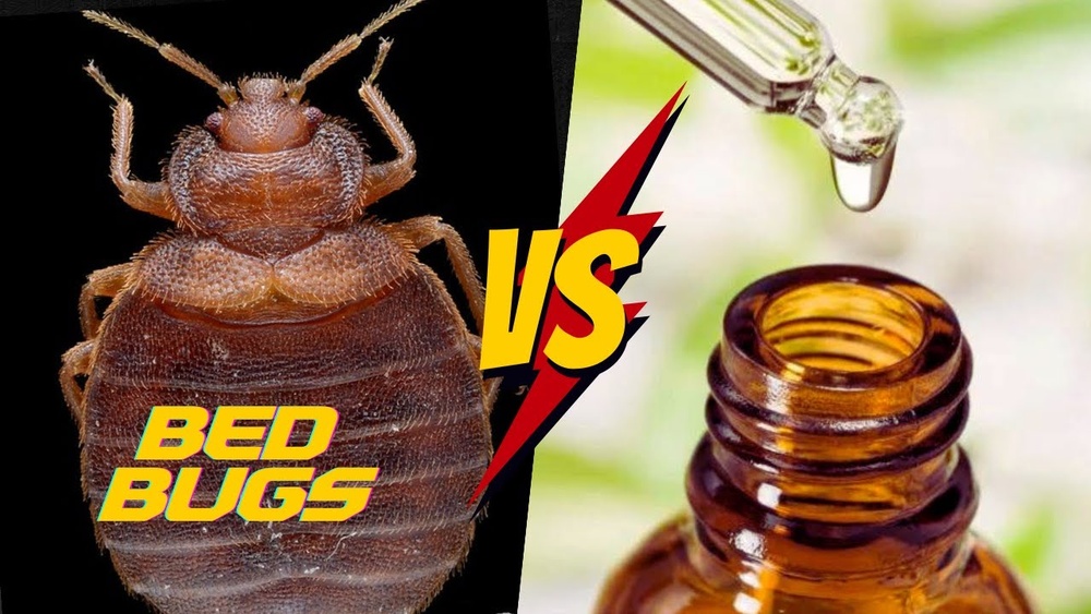 Can Tea Tree Oil Kill Bed Bugs