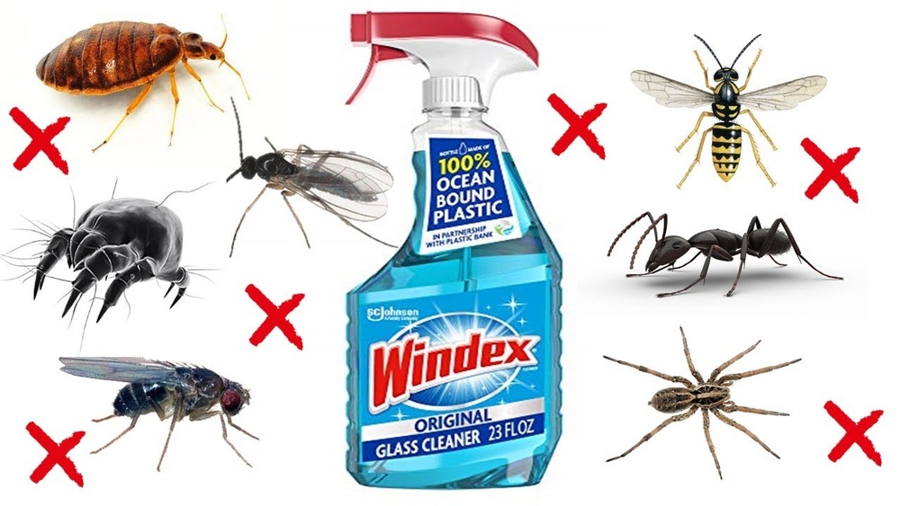 Can Windex Kill Ants
