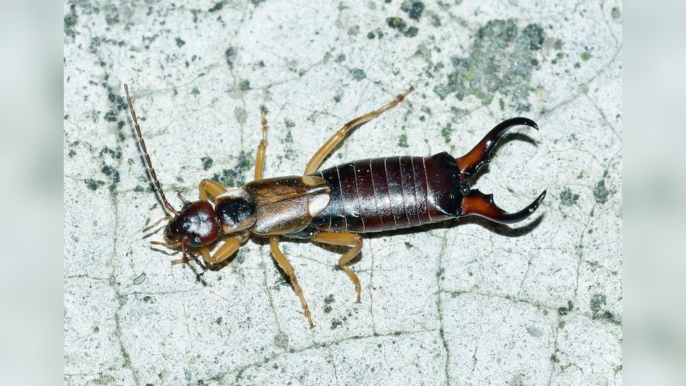 Can You Spray for Earwigs