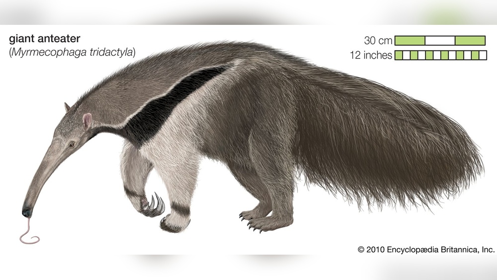 Do Anteaters Eat Ants