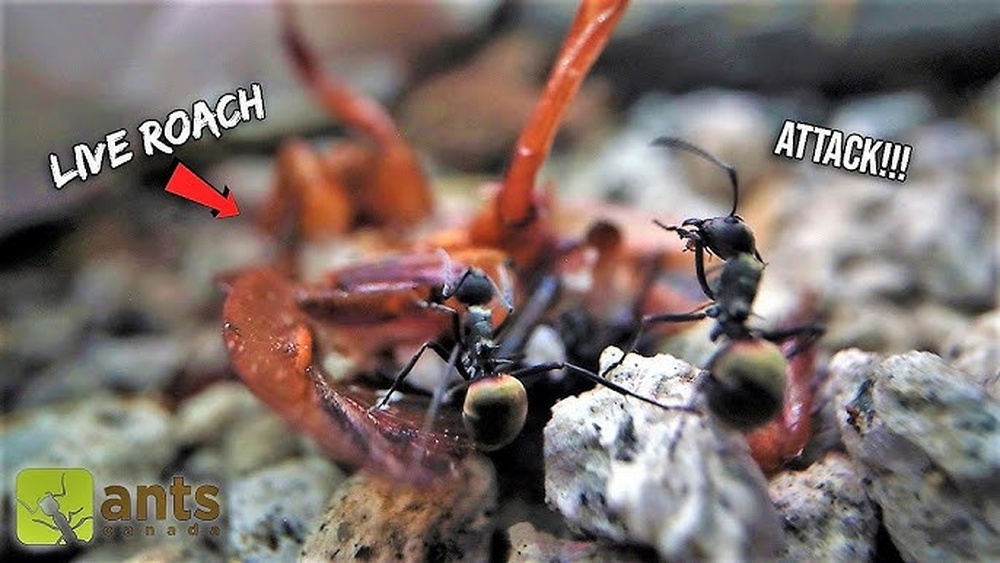 Do Ants Eat Cockroaches