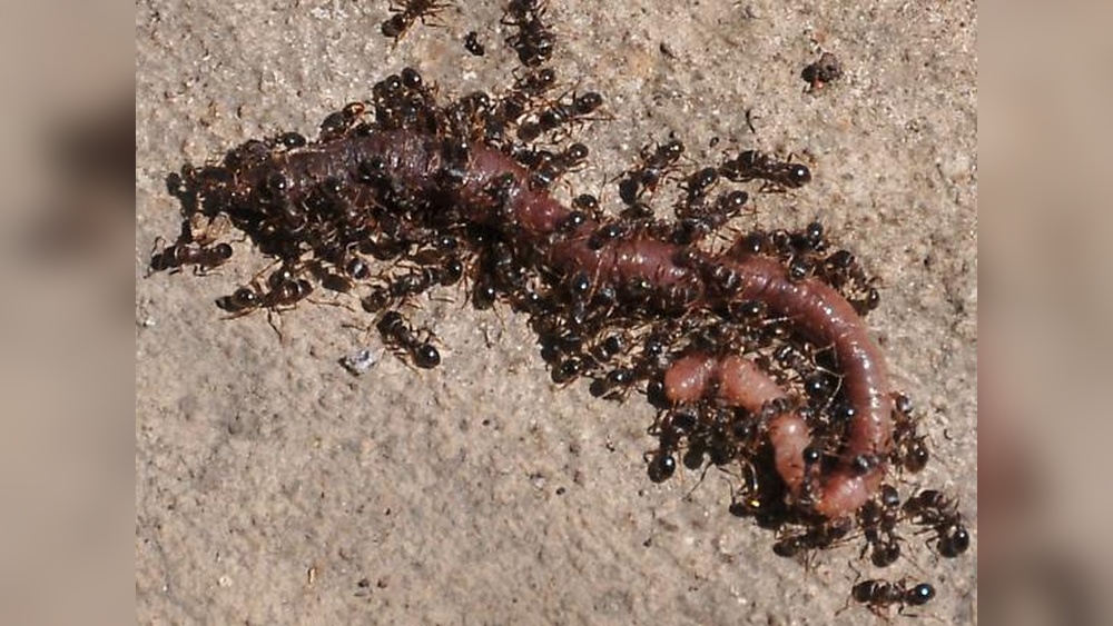 Do Ants Eat Worms