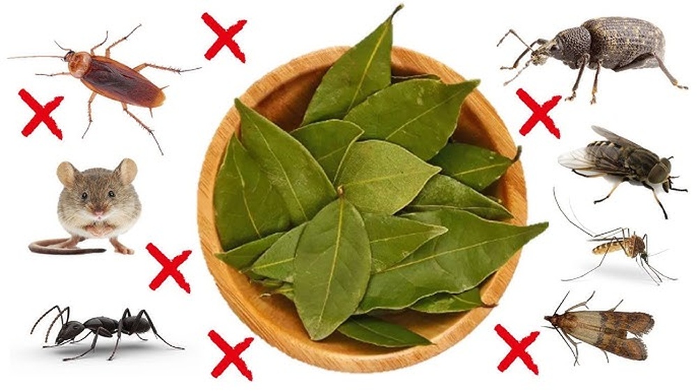 Do Bay Leaves Repel Cockroaches
