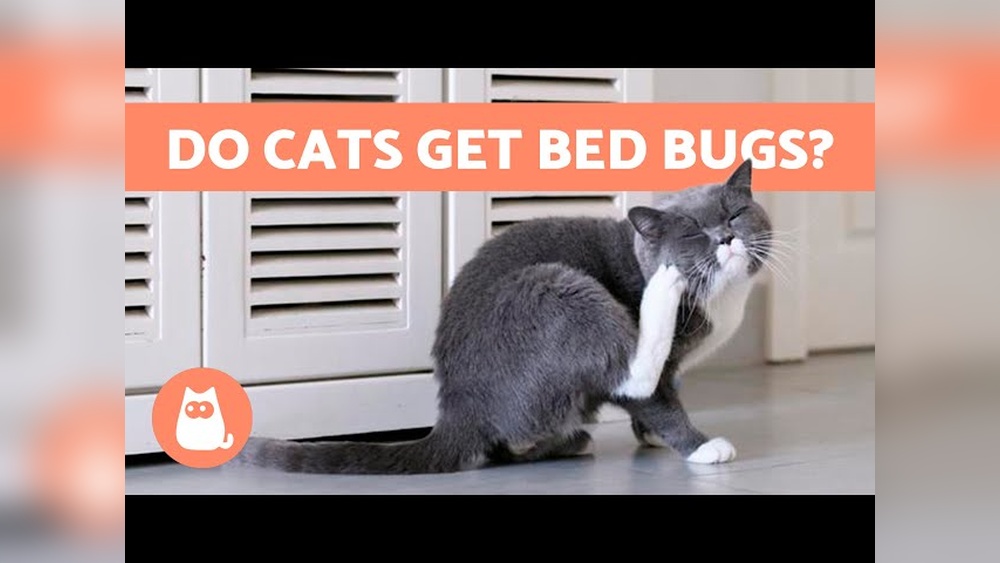 Do Bed Bugs Bite Cats