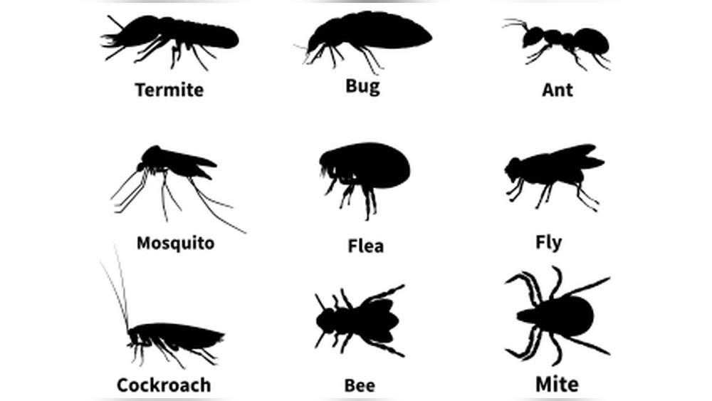 Do Bed Bugs Jump Like Fleas