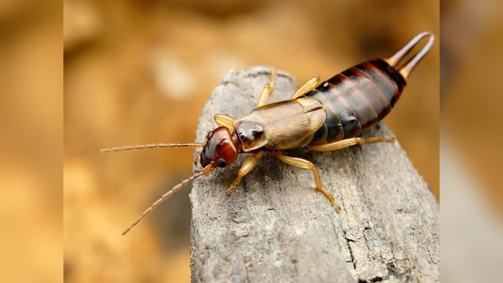 Do Bug Bombs Kill Earwigs