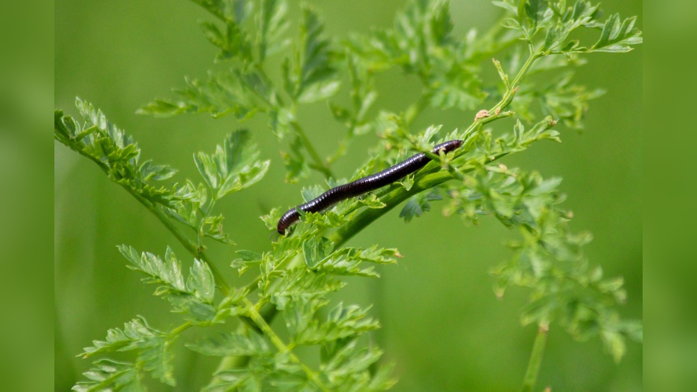 Do Centipedes Eat Plants