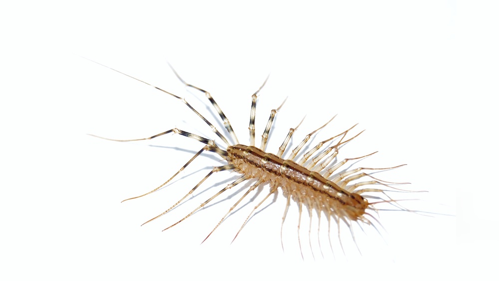 Do Centipedes Eat Roaches