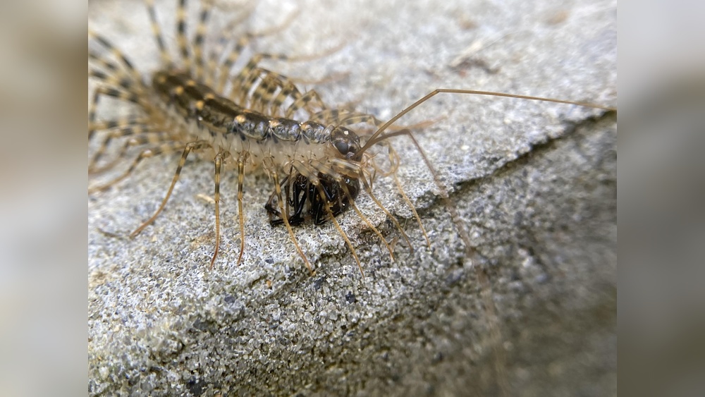 Do Centipedes Eat Spiders