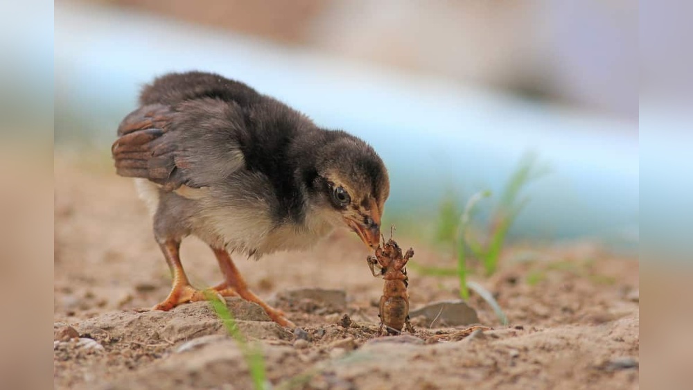 Do Chickens Eat Earwigs