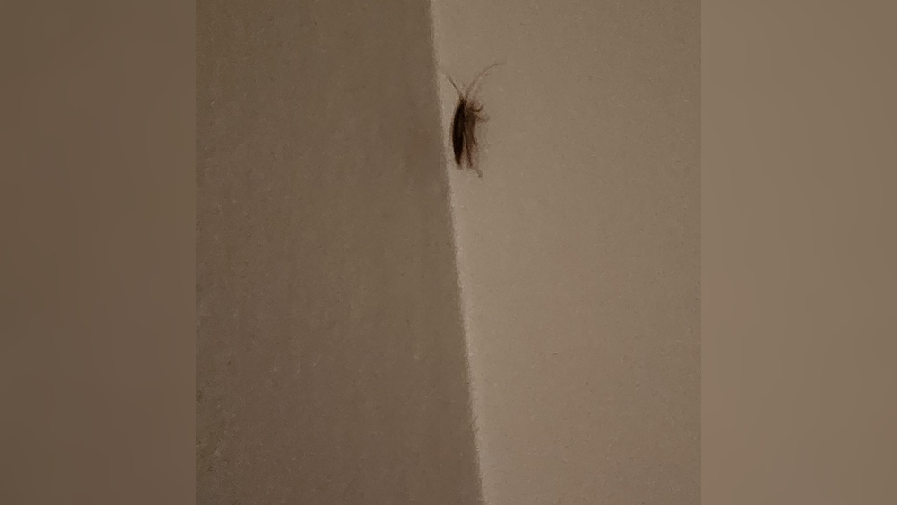 Do Cockroaches Climb Walls