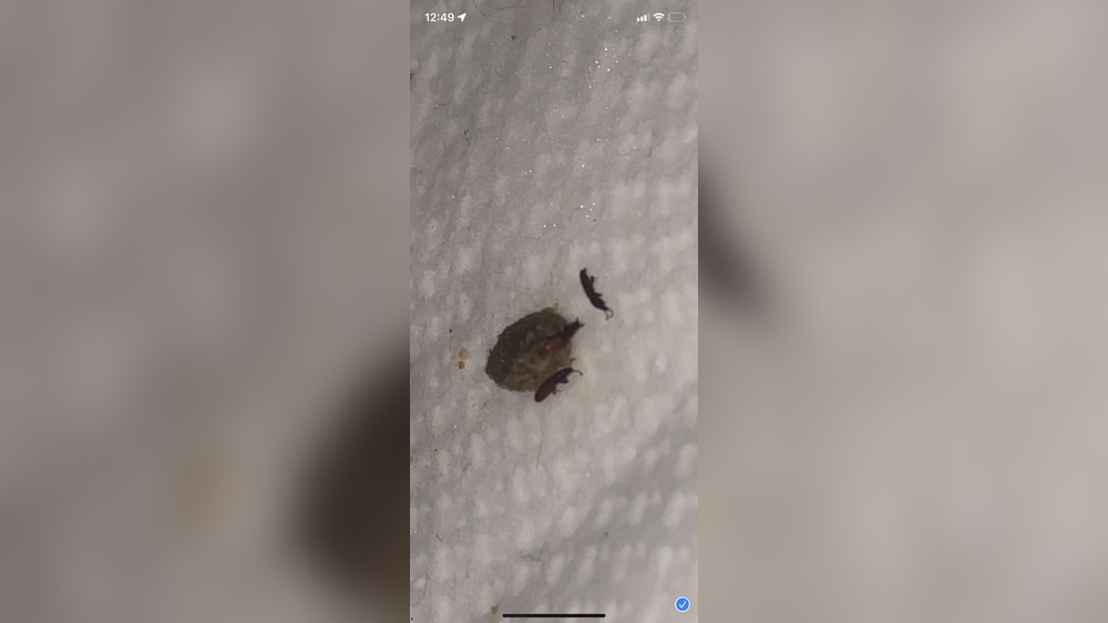 Do Cockroaches Eat Cat Food