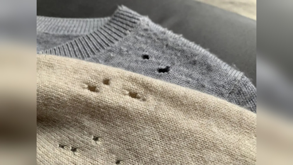 Do Cockroaches Eat Clothing