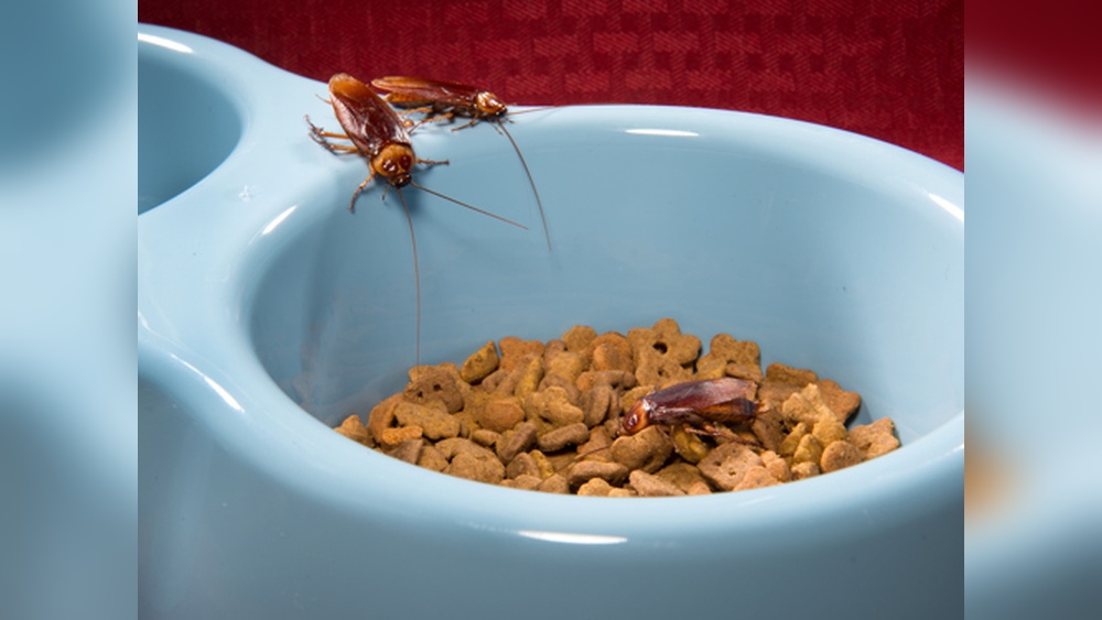 Do Cockroaches Eat Dog Food