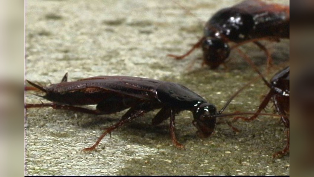Do Cockroaches Eat Hair