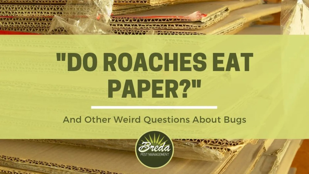 Do Cockroaches Eat Paper