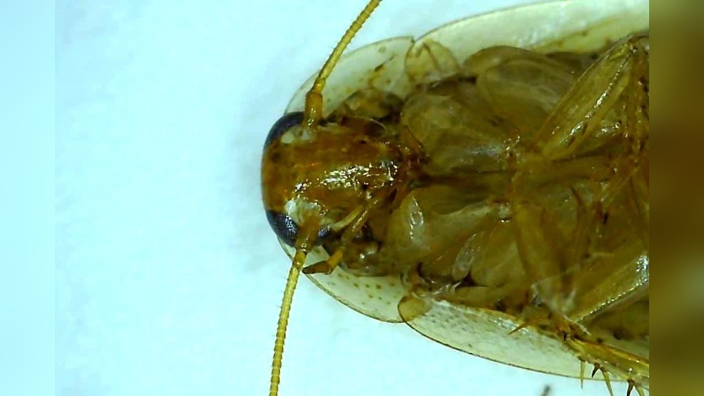 Do Cockroaches Eat Poop