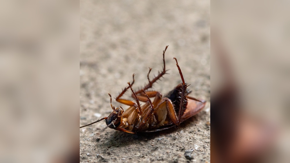 Do Cockroaches Hate Light