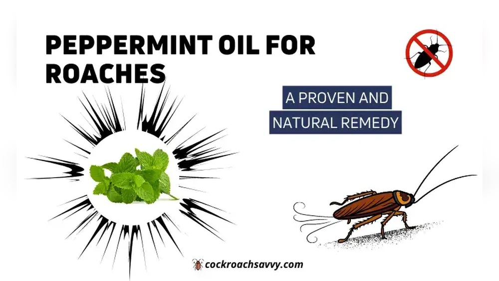 Do Cockroaches Hate Peppermint