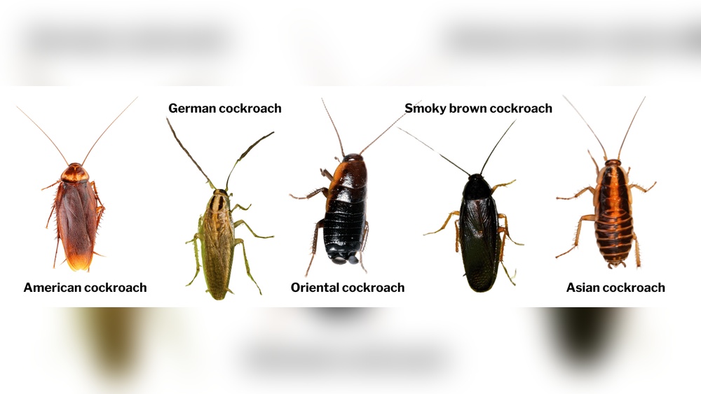 Do Cockroaches Have Wings
