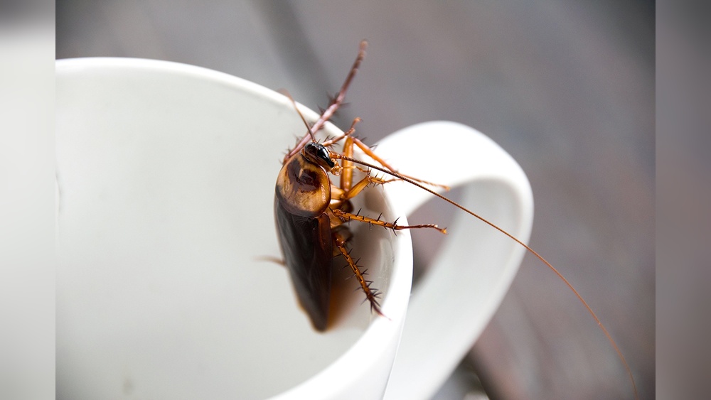 Do Cockroaches Like Coffee Grounds