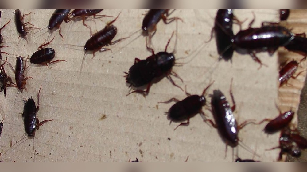 Do Cockroaches Like Light