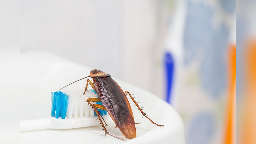 Do Cockroaches Like the Heat